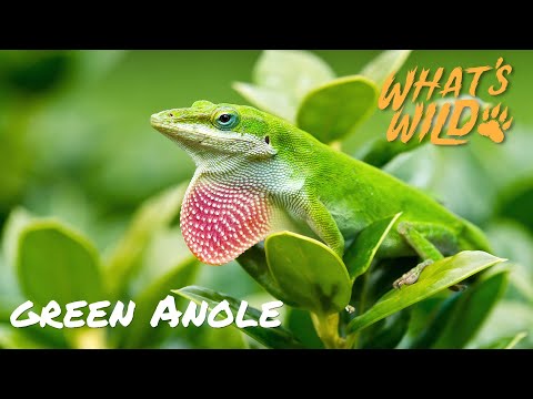 screenshot of youtube video titled Green Anole | What's Wild