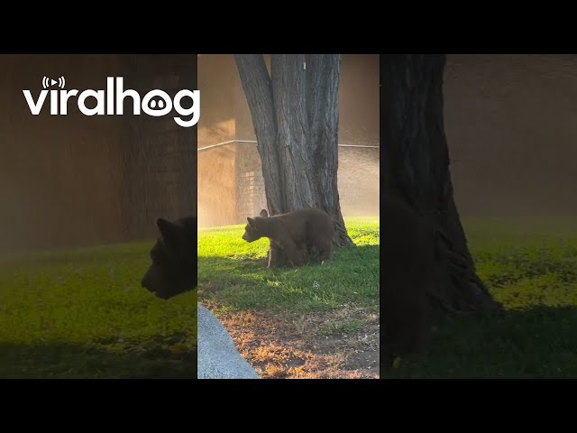 Bear Cub Cools Off With Sprinklers || ViralHog