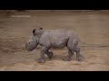 Baby rhino born at Whipsnade Zoo to first-time mom Jaseera and experienced father Sizzle  - 01:30 min - News - Video