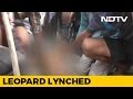 Leopard Allegedly Beaten To Death By Mob In Gurugram