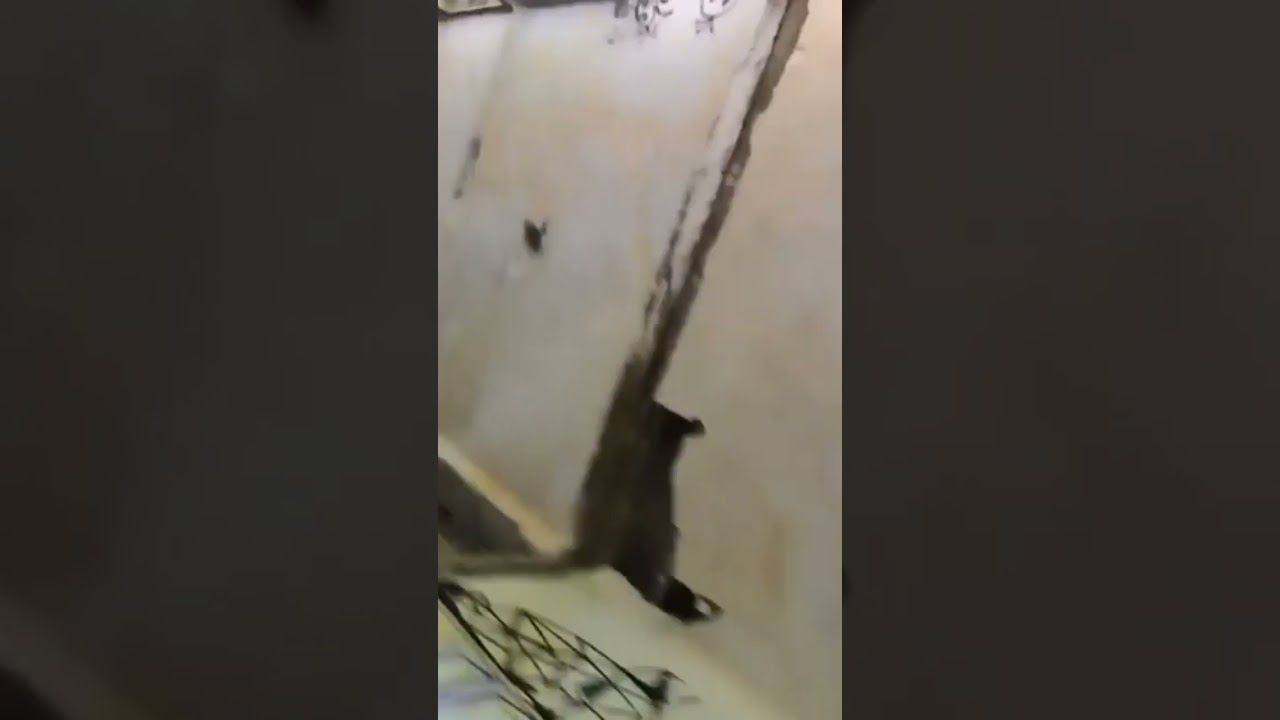 Airsoft Fail Watch your step ! #airsoft #airsoftfrance #airsoftinternational #airsoftvideos #aa12
