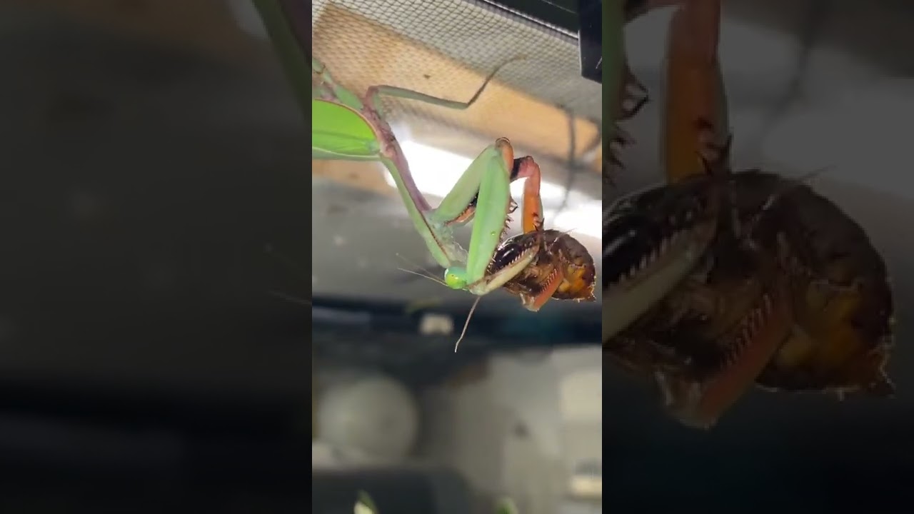 Mantis feeding