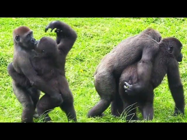 Jabali and Ringo Love to Hug—The Sweetest Brotherly Bond!呷百二和林戈超愛擁抱，動不動就抱在一起，兄弟感情好得不得了，暖翻了！🤗🦧💕💞