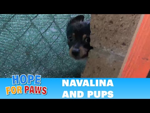 Children tried to save these puppies... they didn't realize their homeless mom was looking for food.
