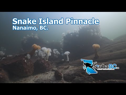 Snake Island Pinnacle Scuba Diving British Columbia