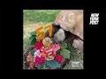 See how Galapagos tortoise celebrates birthday Australian zoo