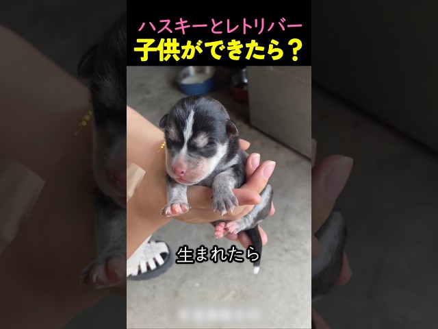 ハスキーとレトリバーの子犬が大きくなったら？