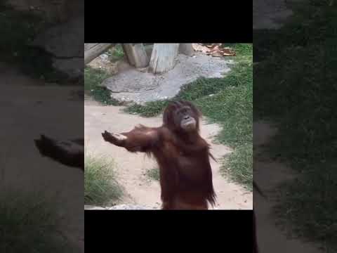 Orangutan hilarious reaction while asking food from zoo visitor, video goes viral