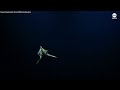 Rare dumbo octopus caught on camera on deep-sea dive