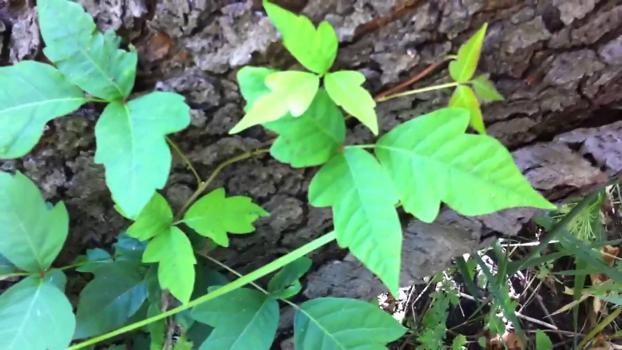 what-poison-ivy-looks-like-youtube