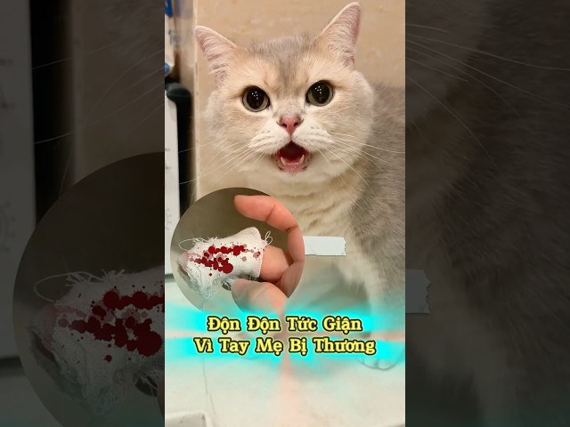 Không Hiểu Vì Sao❓Độn Độn Tức Giận 😾 #emthocreview #shorts #SenBoss #PetCatTikTok #ChoMeo