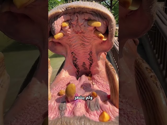 هذا ما يحدث عندما تطعم حيوانًا حبة ذرة🐮#shorts