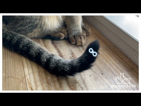 猫のしっぽに目玉を付けたら可愛い生き物が誕生しました まとめちゅーぶ