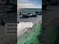 Pods of whales stranded on Australias west coast  - 00:30 min - News - Video