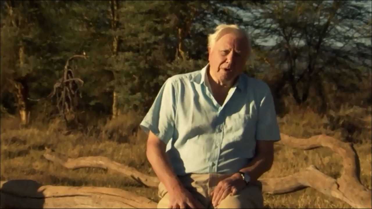 David Attenborough S Africa Bbc Epilogue Youtube