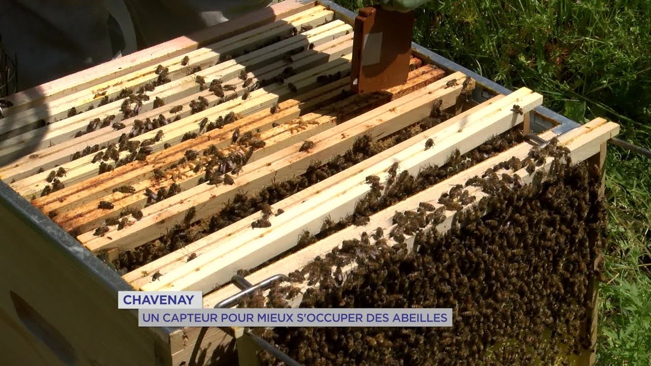 Yvelines | Chavenay : Un capteur pour mieux s’occuper des abeilles