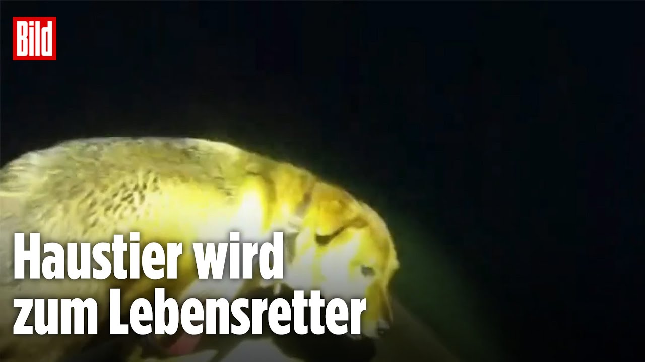 Hund führt Polizei zu verschollener Großmutter