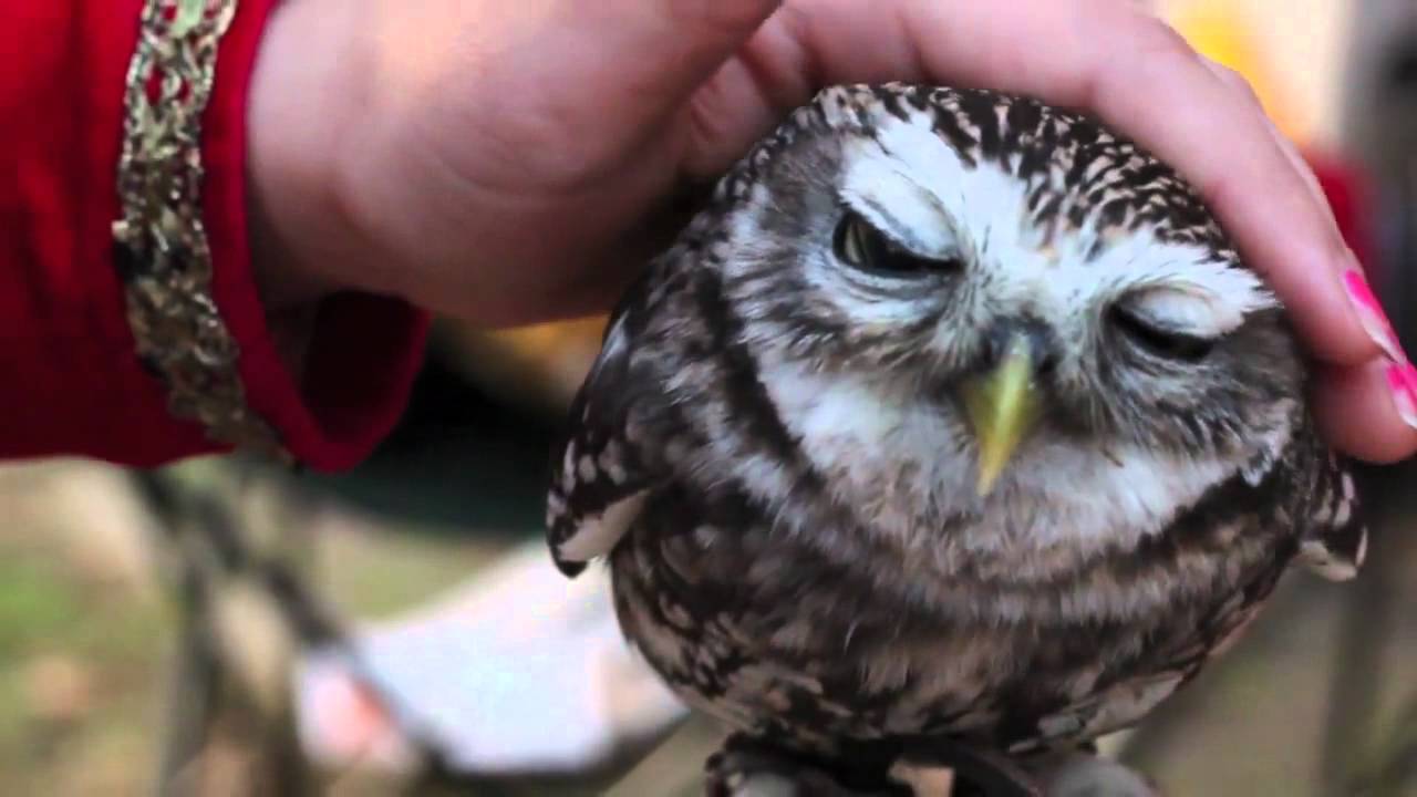 Cute little owl - YouTube