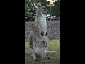 Kangaroo joey pokes head out of moms pouch  - 00:31 min - News - Video