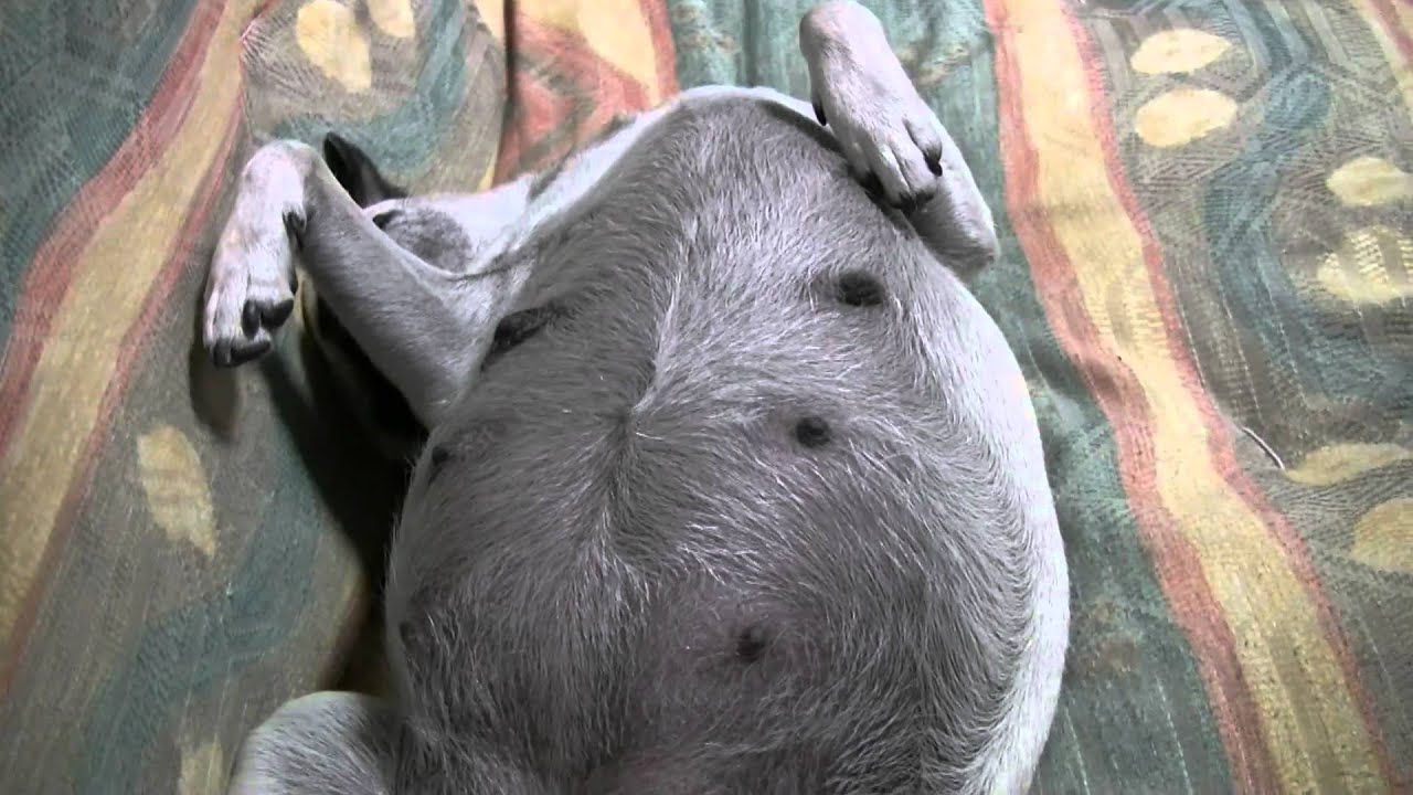 Pictures Of Pregnant Pugs 100