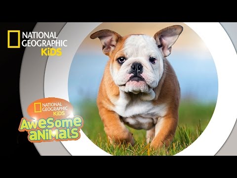 Awesome Animals'