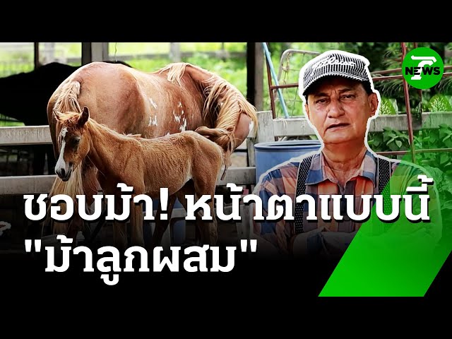 ชอบ "ม้า" ชอบ "ม้า" รูปร่างหน้าตาอย่างนี้ : ของดีเกษตรบ้านเรา | 16 ก.ค. 68 | ห้องข่าวหัวเขียว