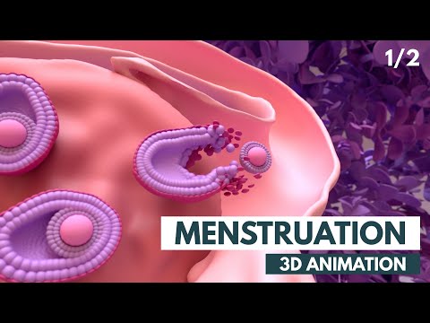 Upload mp3 to YouTube and audio cutter for Menstrual Cycle Basics | 3D animation (1/2) download from Youtube