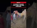 CJI Gavai, SC Judges, Along With Union Law Minister Meghwal, Take Camel Cart Ride In Bikaner  - 00:41 min - News - Video