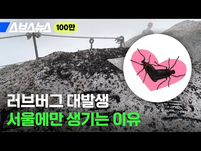 💗익충이지만 도저히 친해지기 힘든 러브버그🪲 많아도 너무 많은 이유 / 스브스뉴스