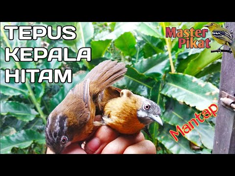 🔴PIKAT BURUNG TEPUS KEPALA HITAM