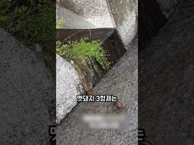 끝까지 포기하지 않고 언덕을 오른 막내 멧돼지