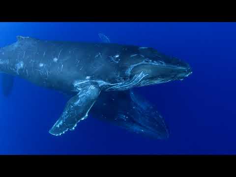 キイチビール&ザ・ホーリーティッツ「すてきなジャーニー」(Official Music Video)
