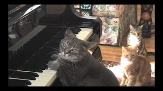 חתול מנגן בפסנתר 