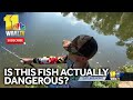 Is the Northern Snakehead actually dangerous?