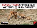 Heatwave News | Bengal Tigers Spotted Near Waterholes Amid Rising Temperatures