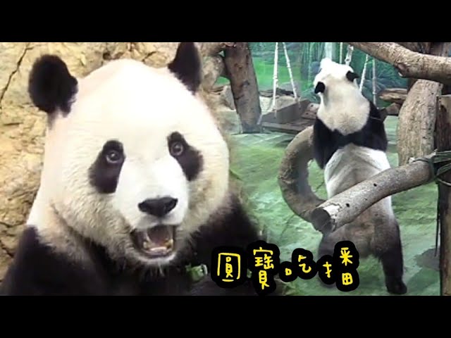 圓寶開心吃播中，圓寶模樣超可愛|熊貓貓熊The Giant Panda Yuan Yuan and Yuan Bao|台北市立動物園