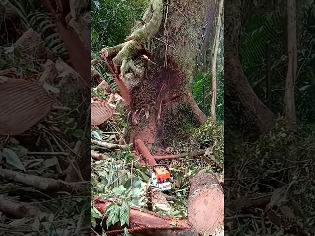 Cưa cây cổ thụ khổng lồ