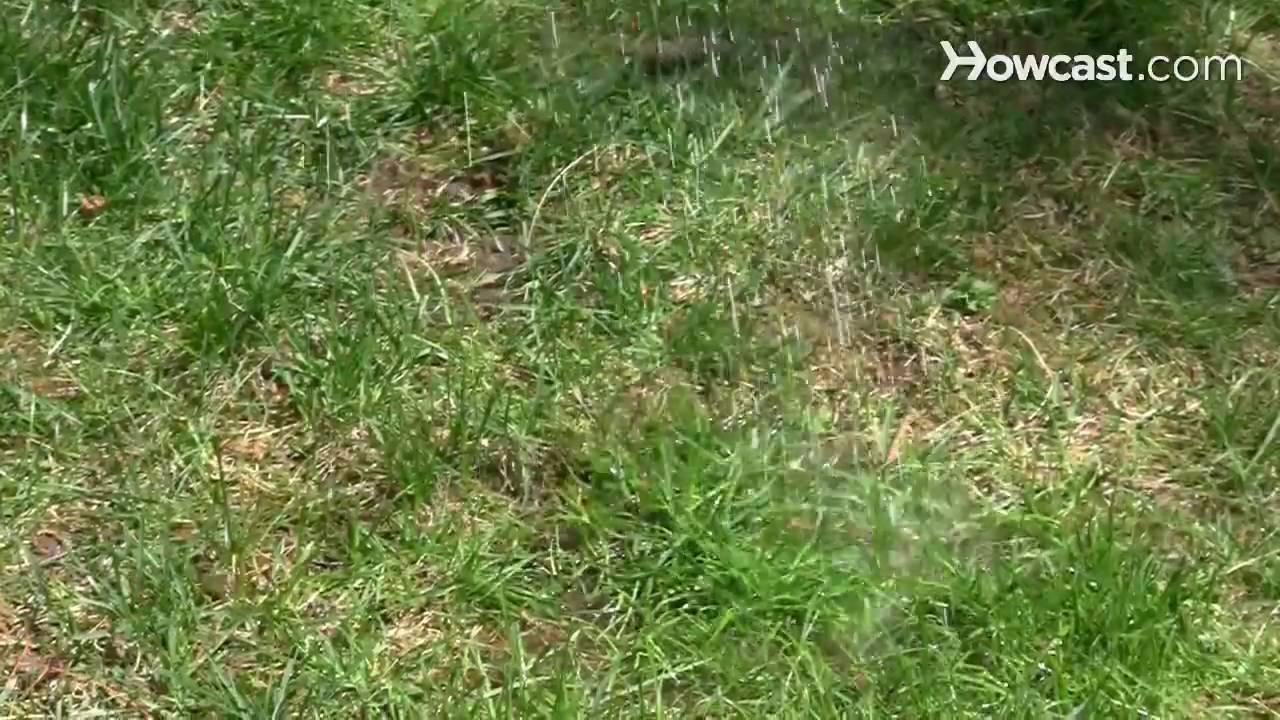 How To Rid Your Grass Of Dog Urine Spots Youtube