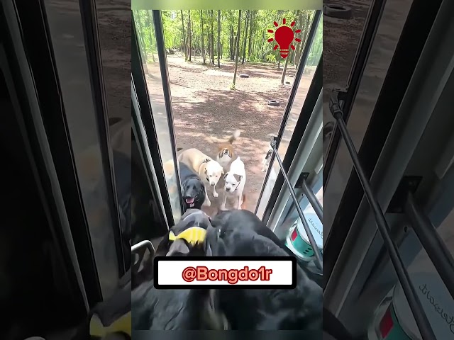 Đám chó từ đâu ra chạy lên xe!😢😢😲😲