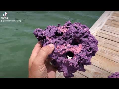 video ARK Pink on Purple Reef Rock- PICK SIZE AND WEIGHT