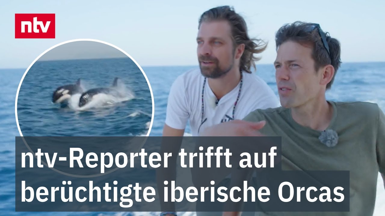 ntv-Reporter trifft auf berüchtigte iberische Orcas - Nach Angriffsserie auf Boote