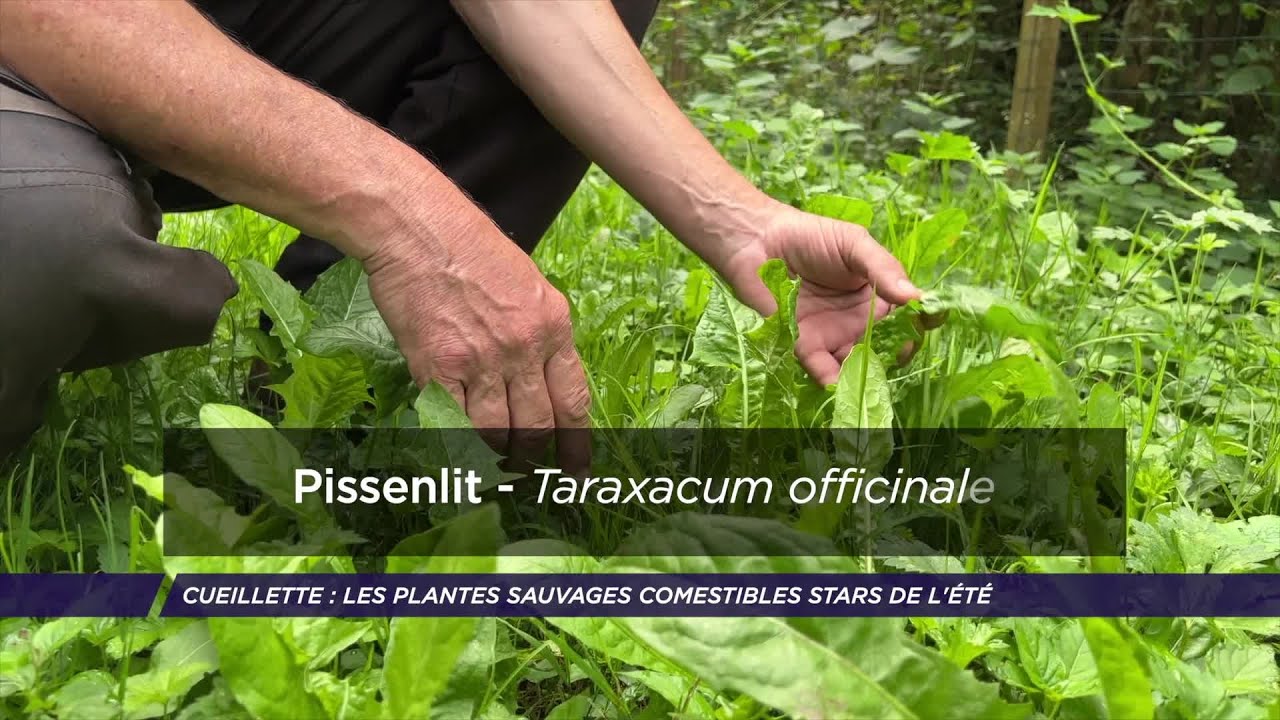 Yvelines | Cueillette : les plantes sauvages comestibles stars de l’été
