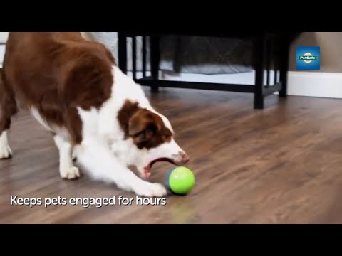 Give your dog a new type of challenging toy with the PetSafe® Ricochet Electronic Dog Toy. As your dog plays with one of the interactive paired toys, a fun and exciting squeak sound is heard from the other toy. When your furry friend investigates the second toy, the sound bounces back to the first toy. You dog will love trying to find the squeaky sound. Give your dog a new type of challenging toy with the PetSafe® Ricochet Electronic Dog Toy. As your dog plays with one of the interactive paired toys, a fun and exciting squeak sound is heard from the other toy. When your furry friend investigates the second toy, the sound bounces back to the first toy. You dog will love trying to find the squeaky sound.