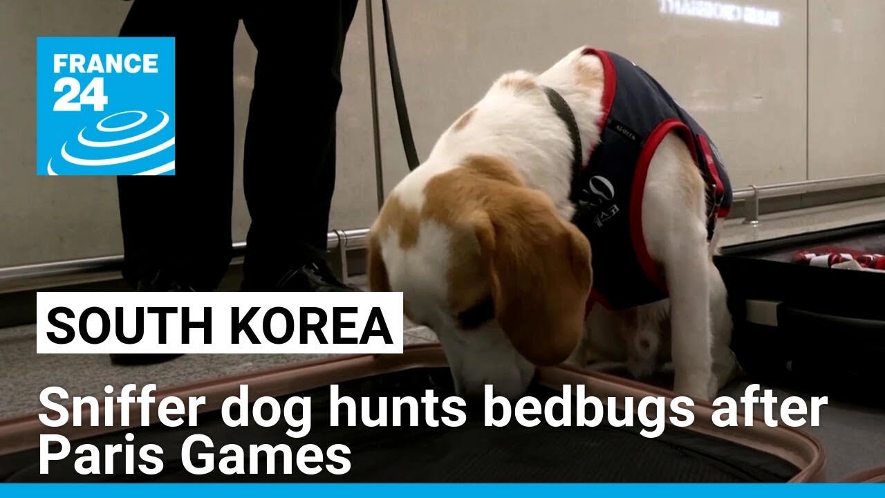 South Korea employs sniffer dog to keep bedbugs out of country after Paris Olympics • FRANCE 24