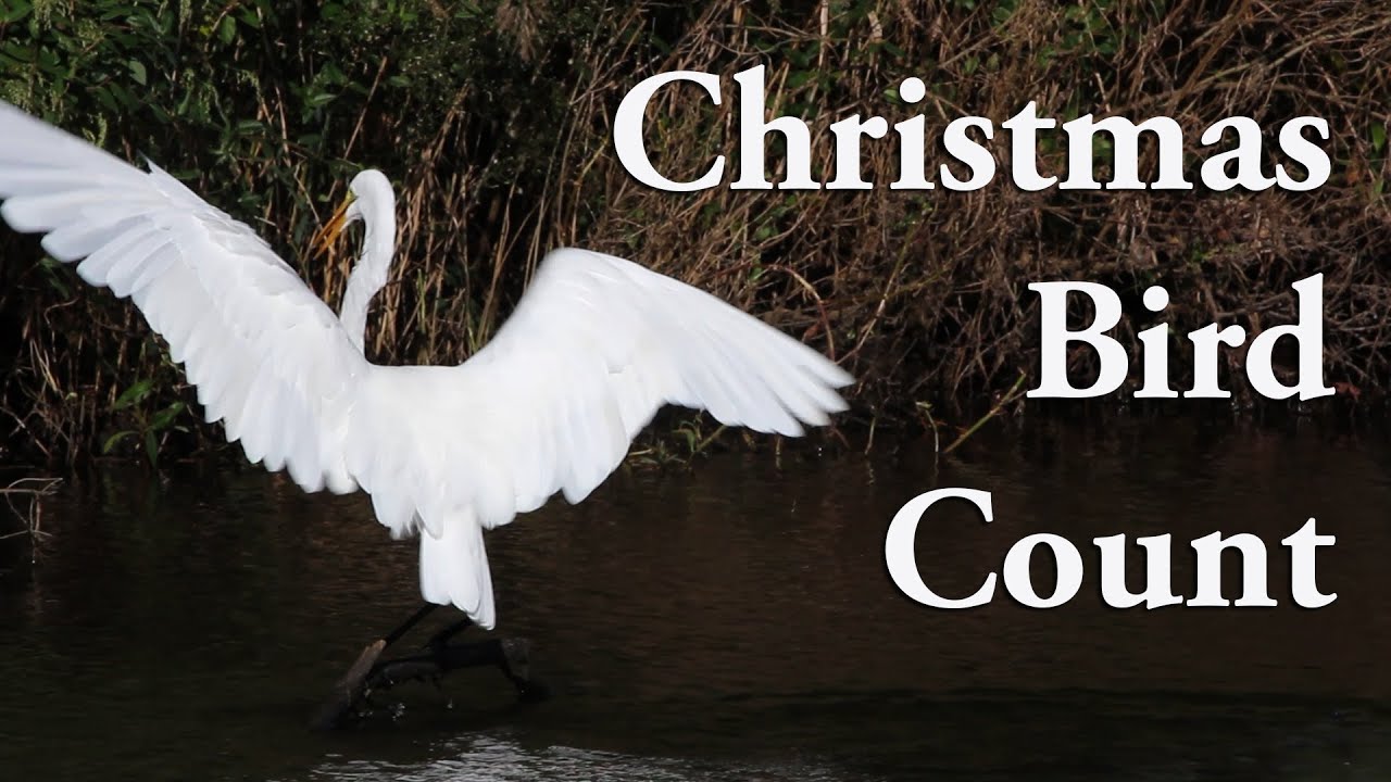 audubon-s-christmas-bird-count-youtube