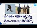 Telangana Intelligence Special Training To Eagles, ISW To Appoint Eagles In To Duties | @SakshiTV