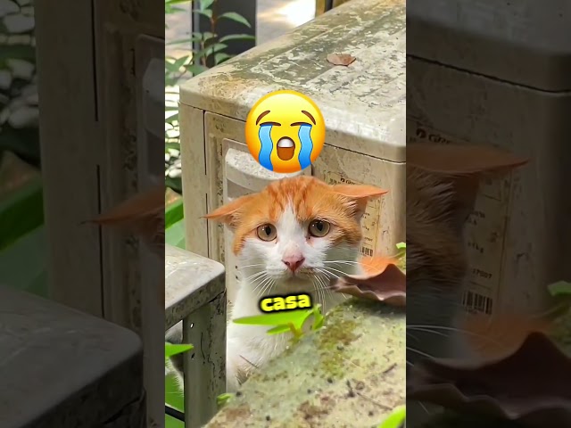 Papá Convierte el Patio en una LOCURA de Piscina de Pelotas! 🏡⚽😱