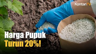 Pupuk Murah! Pemerintah Turunkan Harga Pupuk 20%