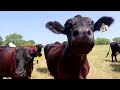 US reduces beef exports as herds shrink, prices soar  - 01:31 min - News - Video