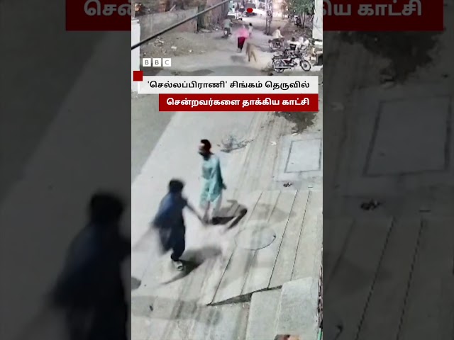 'செல்லப்பிராணி' Lion தெருவில் சென்றவர்களை தாக்கிய காட்சி